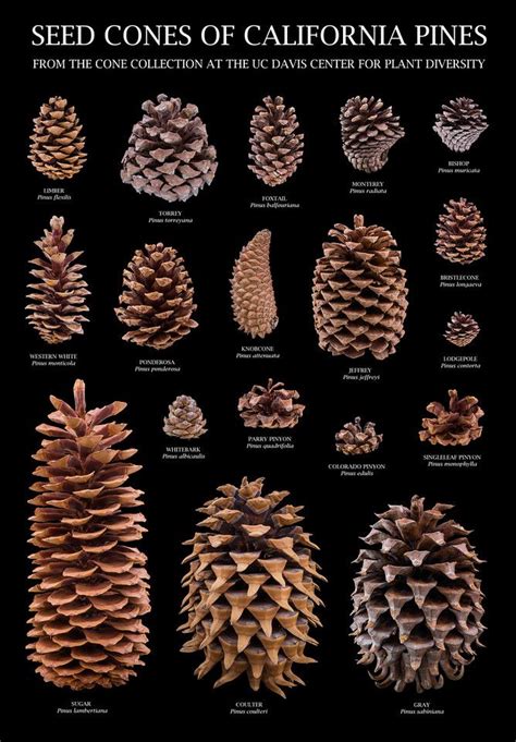 pine cone identification chart.